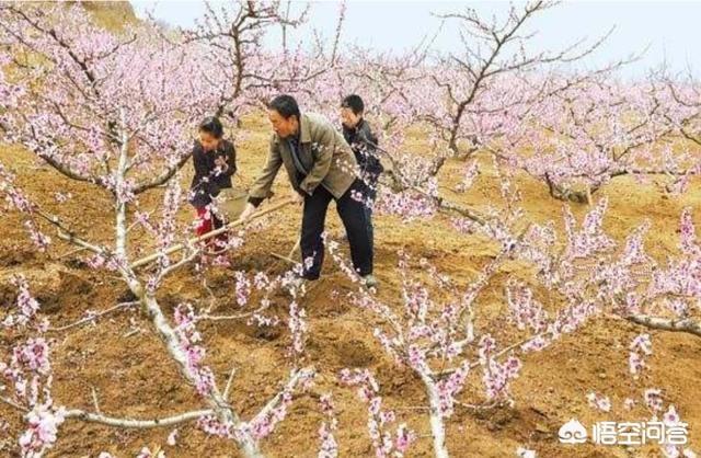 今年桃花开的图片-漫山遍野桃花开的图片