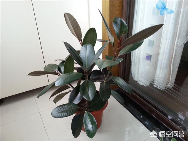 印度橡皮树如何叶插:橡皮树底部发了许多小芽是什么情况？