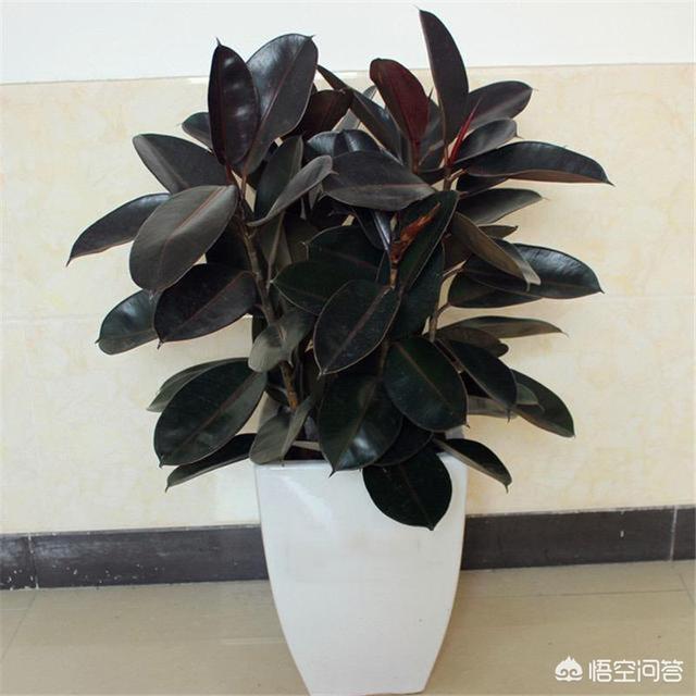 印度橡皮树如何叶插:橡皮树底部发了许多小芽是什么情况？