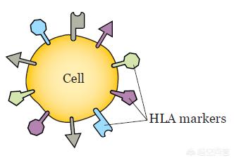 婚配属相重要还是生辰八字重要,根据基因组合来婚配是否可行？