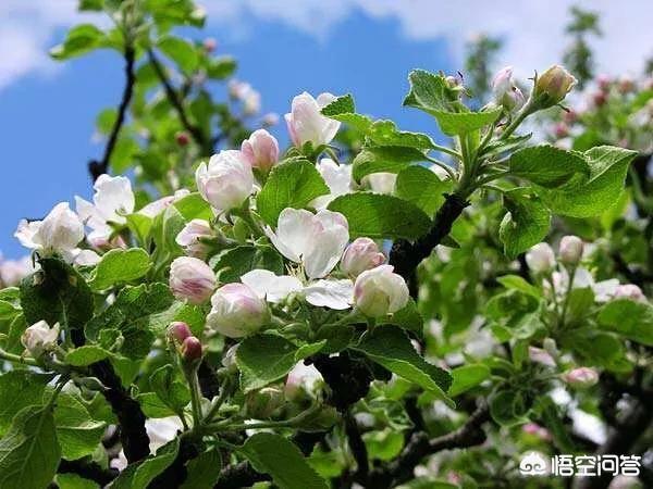 涉谷果步:没有wifi时电视果还可以用吗？