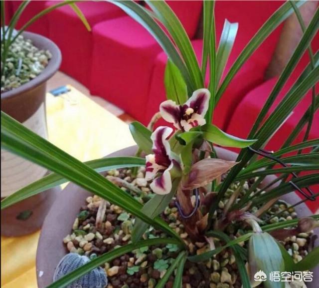 蛇尾兰相似:春兰、惠兰、建兰、寒兰、墨兰分别有哪些明显的区别？