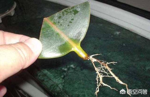 印度橡皮树如何叶插:家庭种植橡皮树春季如何养护，需要修剪吗？
