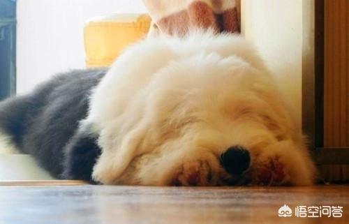 阿尔萨斯牧羊犬图片:牧羊犬走路腿没力气该怎么办？