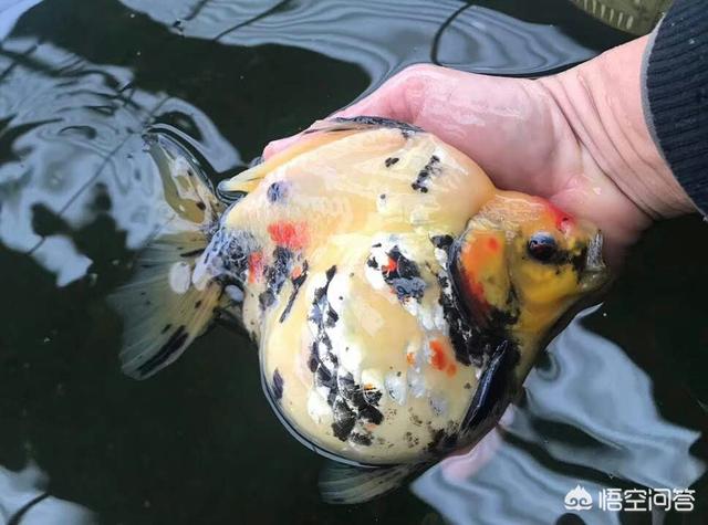 金鱼白点病:金鱼胸鳍两侧边缘有白点是病吗？