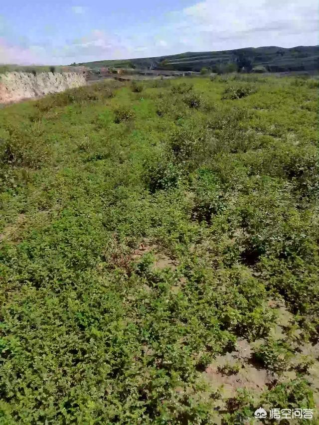 这几年,中药材市场发展比较快,怎样才能把握市场,做到种药材不赔钱？