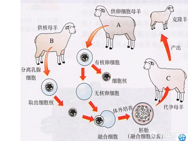 夫妇克隆去世犬:现在技术都很牛了，为什么不克隆那些濒危动物几个？