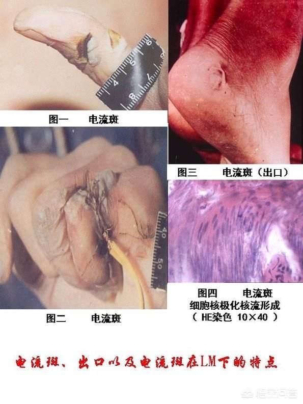 电击直肠:皮草真的是通过活剥动物做出来的吗