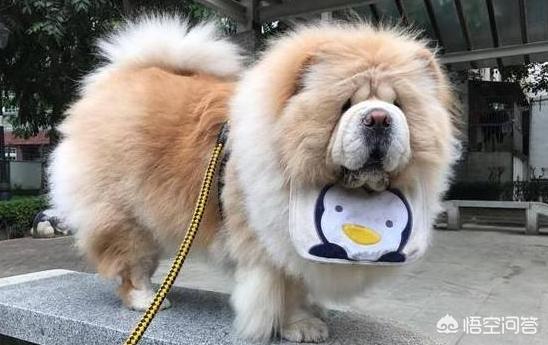 广东土松师犬好不好:宠物店为什么不敢接“松狮犬”？
