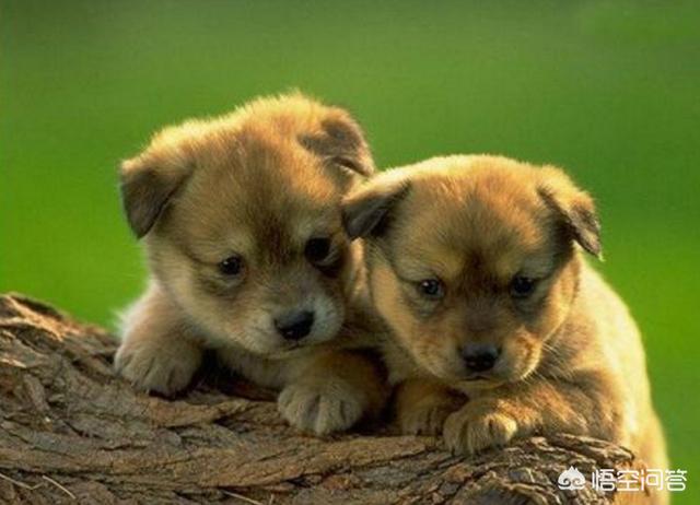 犬虫一扫光说明书:贵宾犬身上有虫会有什么表现？