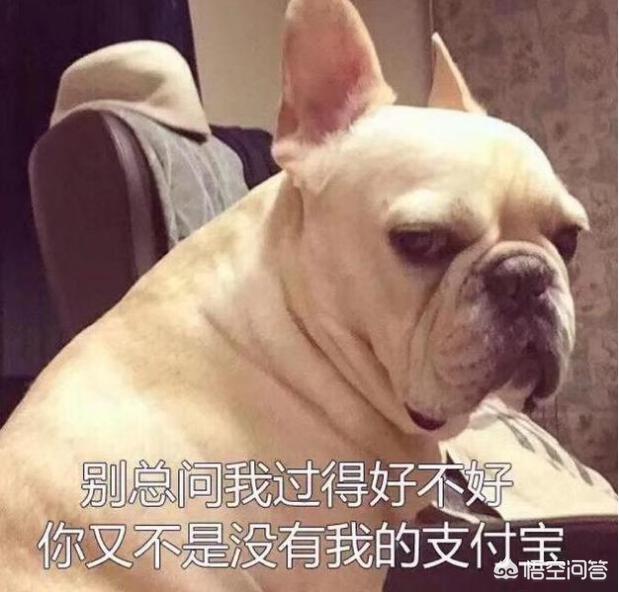 法国斗牛犬母很难养吗:饲养法国斗牛犬会遇到什么问题？