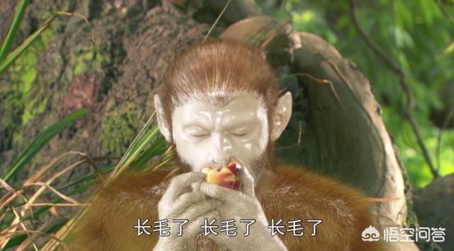 猕猴:《西游记》中，除了六耳猕猴之外，还有没有其他的坏猴子？