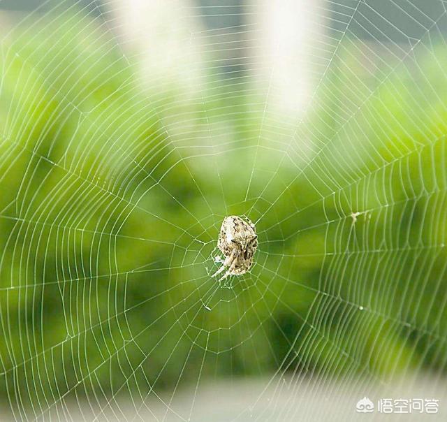 你见过的最美短诗是什么？