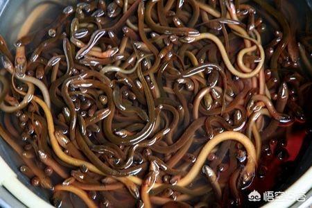 湖南养殖黄锦蛇:现在在农村养殖黄鳝还有前景吗？