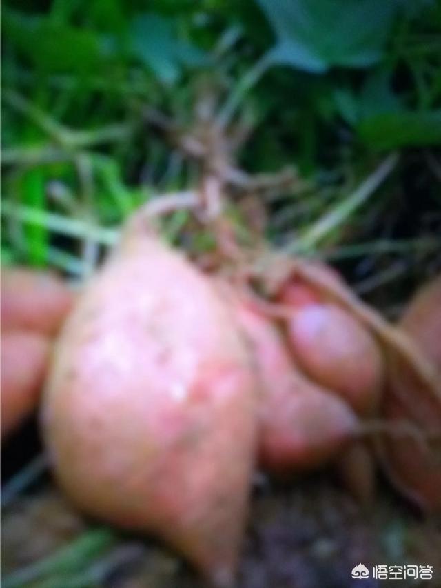 微信诚信合作:微信分付即将上线，它能是支付宝“花呗”的对手吗