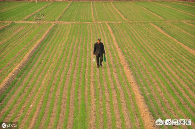 旱涝保收面积:江西东乡岗上积镇清湖西圹农林实际面积