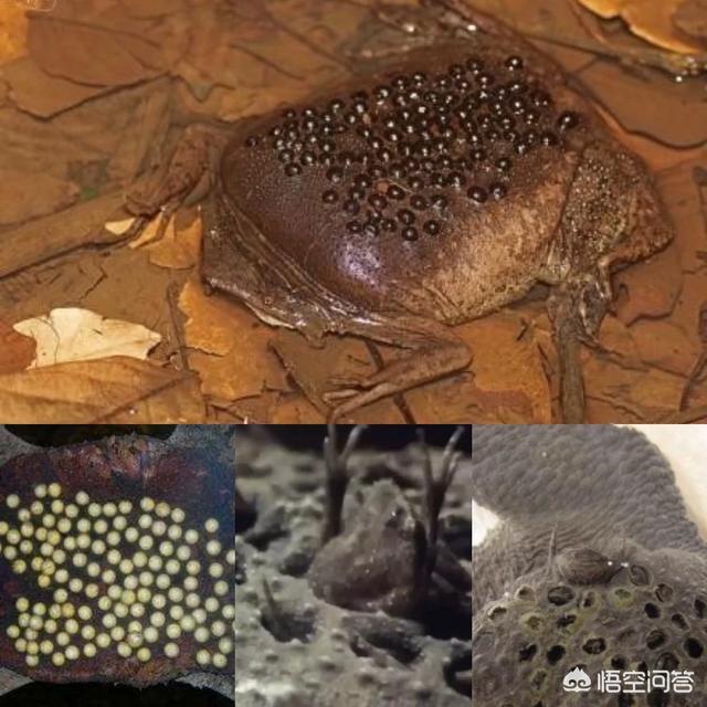 世界上最丑的狗的图片大全:最丑的动物能有多辣眼睛？ 世界上最丑的狗的照片是什么