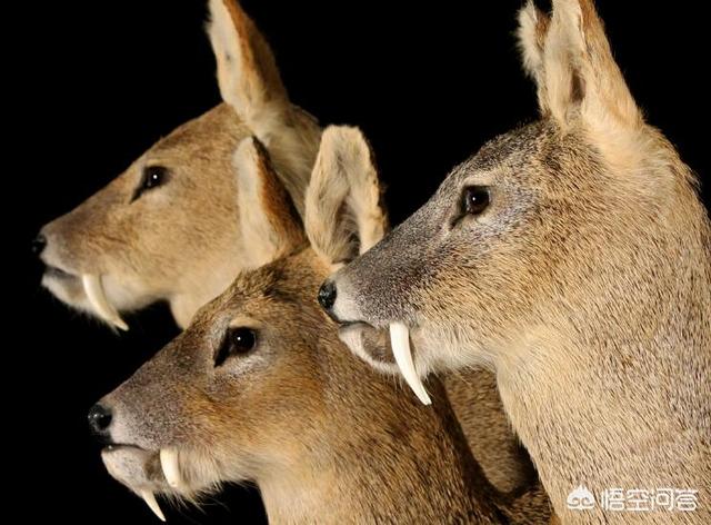 用臼齿造句:陆地上哪种动物的犬齿最强？