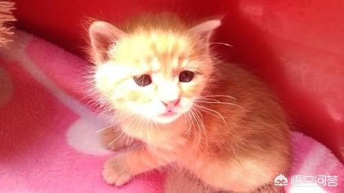 头条问答- 新生奶猫感冒打喷嚏，刚出生的幼猫感冒要去医院吗？(6个回答)