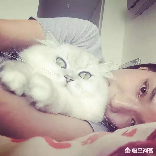 花狸猫娱乐社区:猫咪太粘人，有办法解决吗？