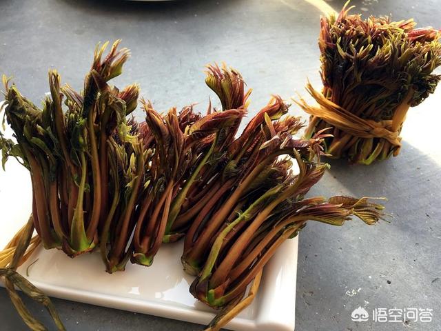吃野菜的云南春天,你最喜欢吃什么？