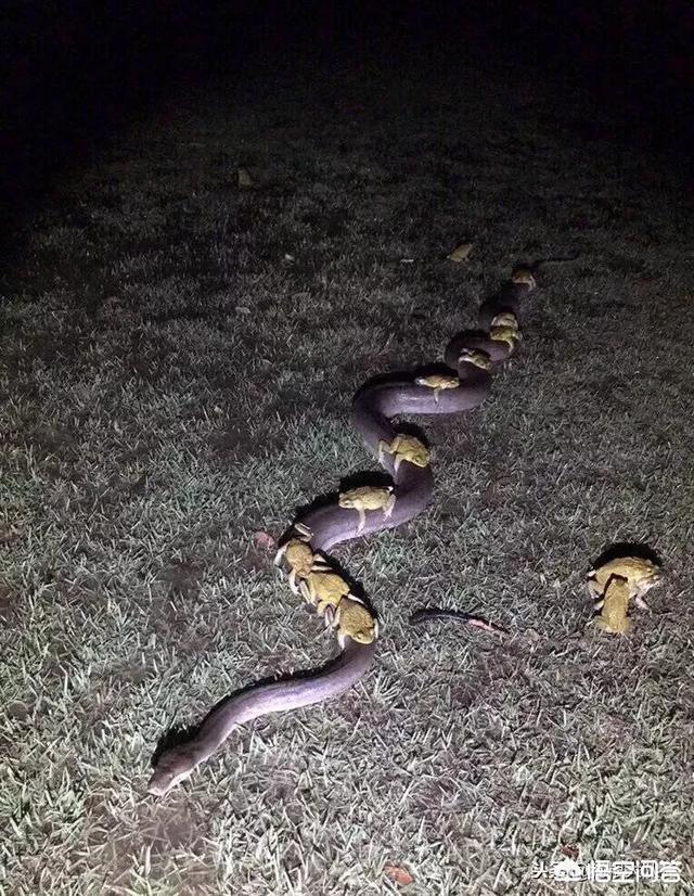 在农村房子里遇到蛇,怎么办?