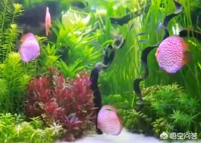 七彩神仙鱼视频:七彩神仙鱼，真的需要每天换水吗？定期做检疫吗？怎样才能养好？
