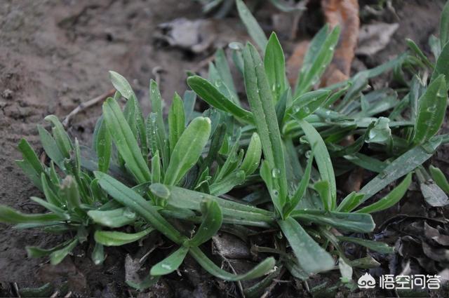 羊蹄子棵有什么营养?-百科网