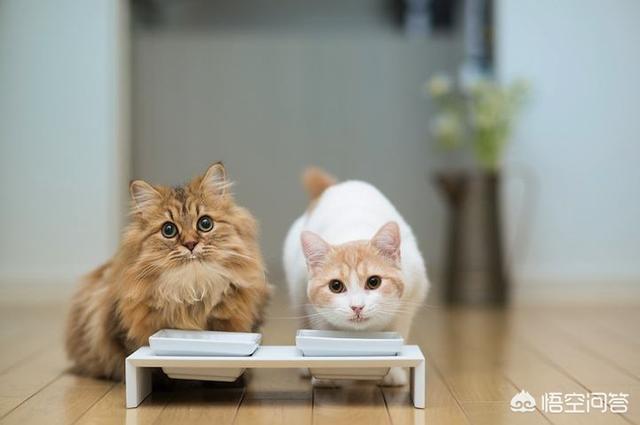 猫天天:请问养猫每天应该按时按量还是倒很多让其自由采食？