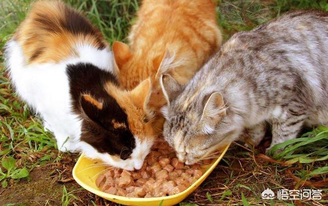 猫天天:请问养猫每天应该按时按量还是倒很多让其自由采食？