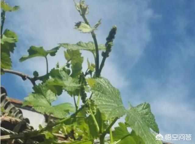 夏黑葡萄种植技术大全那里有:夏黑葡萄拉穗什么时候好？