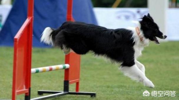 边境牧羊犬训练教程这3点你必须知道:怎样训练边牧才会对我服服帖帖？ 边境牧羊犬怎样训练成警犬