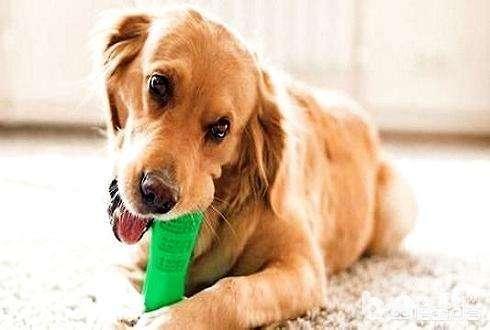狗狗健康成长100问:狗狗一生的各个阶段要怎么饲养比较好？