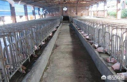 母猪脱肛是怎么回事:母猪霉菌毒素中毒都有哪些影响？
