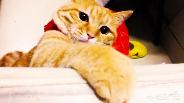 无锡 宠物摄影:狗年宠物写真火爆，宠物摄影真的是暴利吗？