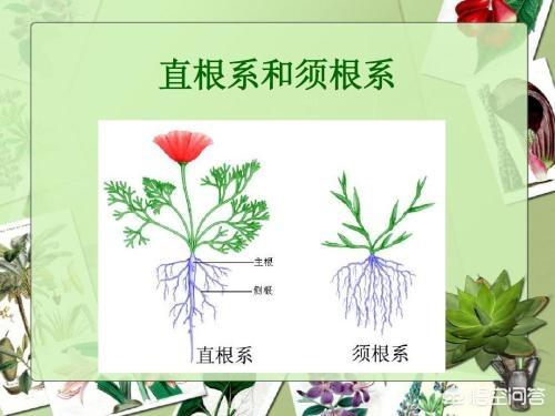 飞燕草播种时间:大花飞燕草种子催芽方法？