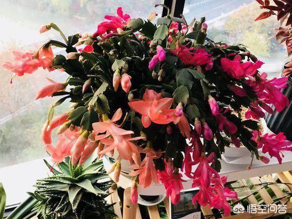 假昙花群:蟹爪兰假昙花仙人指怎样养护？