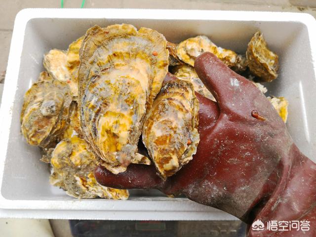 你不是海边人,你知道海蛎子和生蚝怎么区别吗？你喜欢吃它们吗？