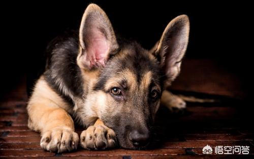 匈牙利牧羊犬怎么看路:牧羊犬关节炎需要注意什么？牧羊犬关节炎走不了路怎么回事？