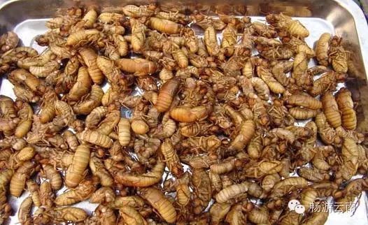 油炸毒蜘蛛:油炸毒蜘蛛的视频 云南人为什么会有那么多虫子做菜？