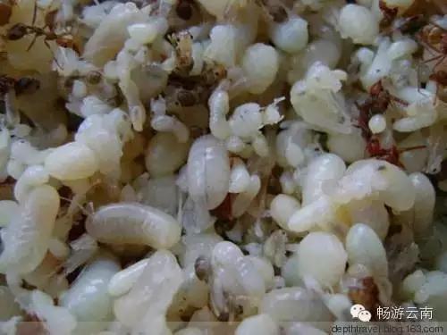 油炸毒蜘蛛:油炸毒蜘蛛的视频 云南人为什么会有那么多虫子做菜？