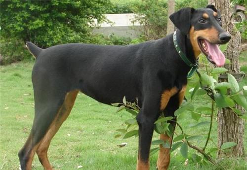 日本土佐犬90kg:哪些品种的狗比较危险需要远离？