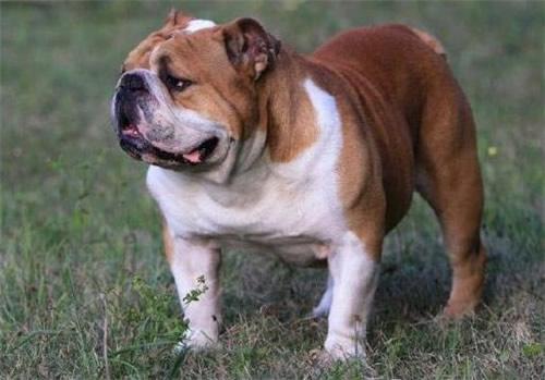 日本土佐犬90kg:哪些品种的狗比较危险需要远离？