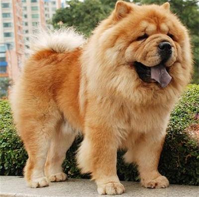 日本土佐犬90kg:哪些品种的狗比较危险需要远离？