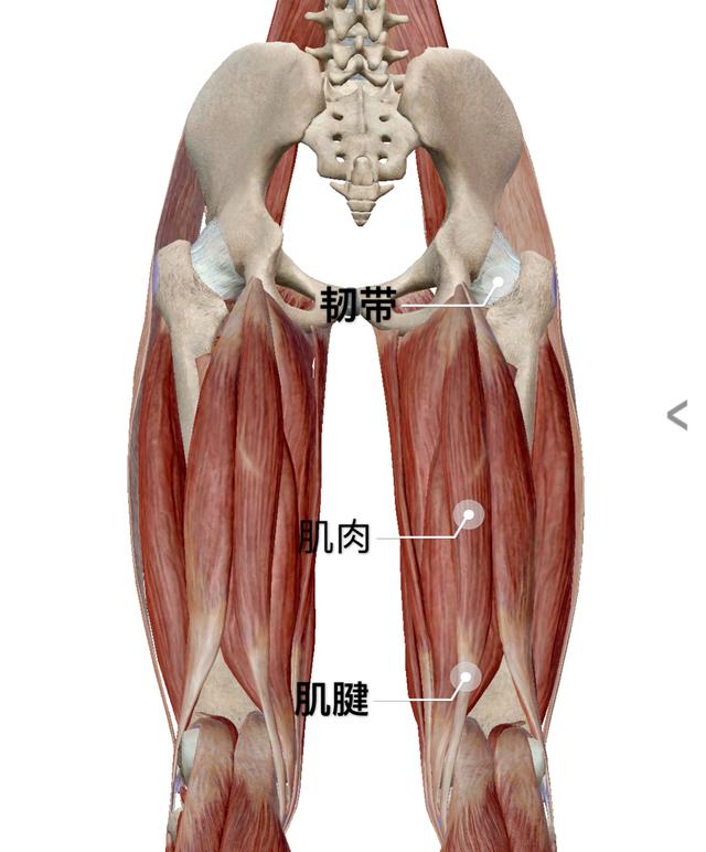 坐位体前屈训练方法图:坐位体前屈训练方法图 评分标准 如何逐步提高韧带的柔韧性？