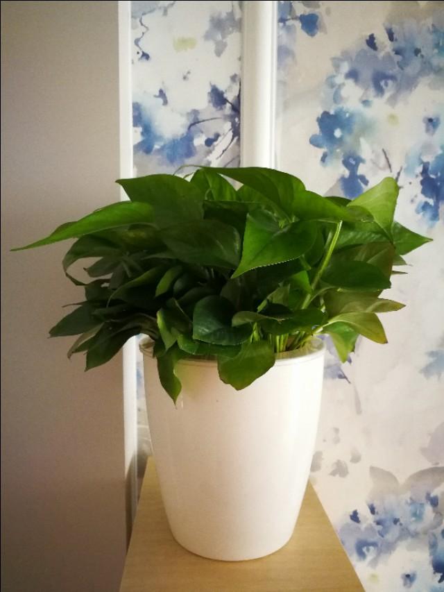 为什么淘宝买的花草很多是假的？