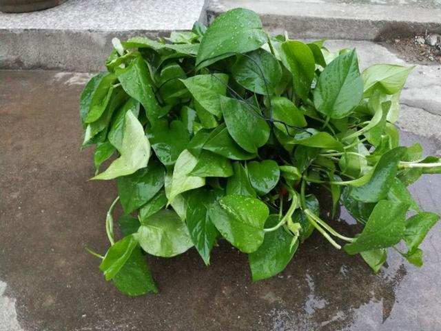 为什么淘宝买的花草很多是假的？