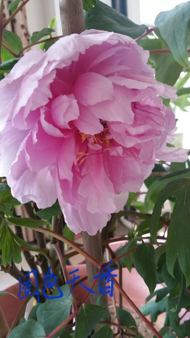 为什么淘宝买的花草很多是假的？
