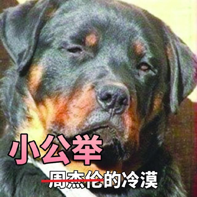 美人鱼周杰伦,周杰伦跟周星驰谁的影响力大？