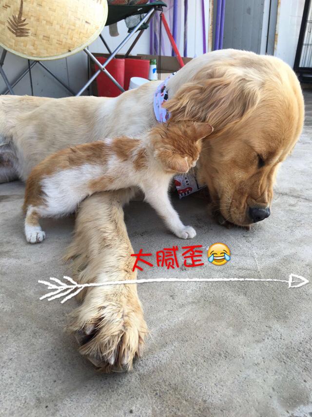 金毛犬多少钱一只:我想养一只金毛，金毛一个月大概要花多少钱？ 金毛犬多少钱一只幼崽图片